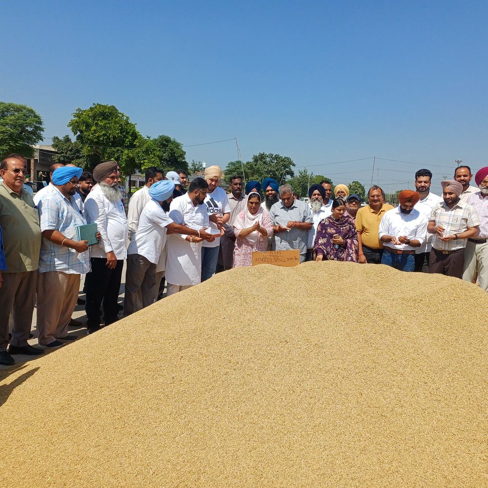 लुधियाना मंडी में धान खरीद शुरू:एशिया की दूसरी सबसे बड़ी अनाज मंडी में पहले दिन 400 क्विंटल धान बिका
